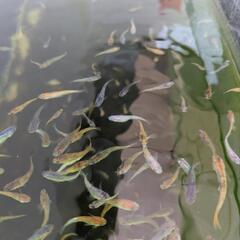 MIXメダカ　70匹色々めだかの画像