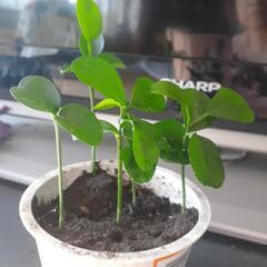 柑橘苗🍊　５本の画像