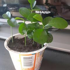 柑橘苗🍊　５本の画像