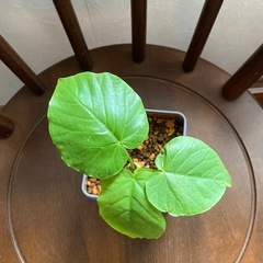 ウンベラータ　紅茶缶の画像