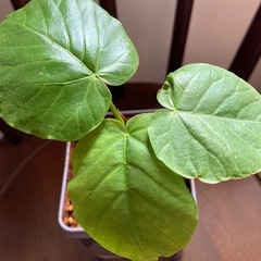 ウンベラータ　紅茶缶の画像