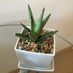【３点セット】アガベ　チタノタ　清櫻　柊月　サンスベリアシルバークラウン　観葉植物　多肉植物の画像