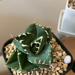 【３点セット】アガベ　チタノタ　清櫻　柊月　サンスベリアシルバークラウン　観葉植物　多肉植物の画像
