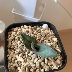 【３点セット】アガベ　チタノタ　清櫻　柊月　サンスベリアシルバークラウン　観葉植物　多肉植物の画像