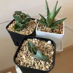 【３点セット】アガベ　チタノタ　清櫻　柊月　サンスベリアシルバークラウン　観葉植物　多肉植物の画像
