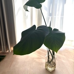 モンステラ の画像