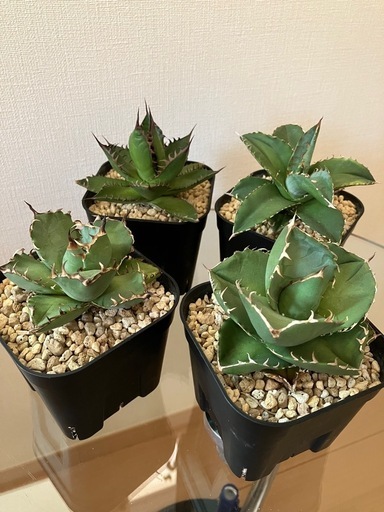 【４点セット】アガベ　チタノタ　ジャガーノート　黒鯨　ホリダ　ソーラーエクリプス　観葉植物　多肉植物