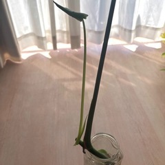 モンステラの画像