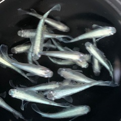25-1 メダカ　鱗光　5匹 (画像個体より)の画像