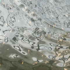 ミックスめだか
の画像