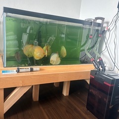 ディスカス9匹まとめ売りの画像