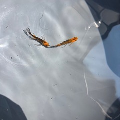 五式ヒレナガの画像