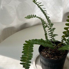 シダ植物 タマシダ　の画像