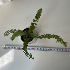 シダ植物 タマシダ　の画像