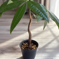 パキラ 曲げ　2.5〜3号 観葉植物の画像