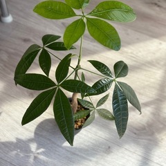 パキラ 曲げ　2.5〜3号 観葉植物の画像