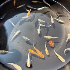 めだか 色々 35匹セットの画像