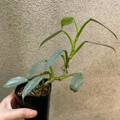 決まりました 観葉植物 フィロデンドロン シルバーメタルの画像