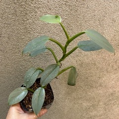 決まりました 観葉植物 フィロデンドロン シルバーメタルの画像