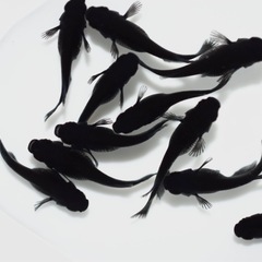 限定セット【ブラックダイヤ】の画像