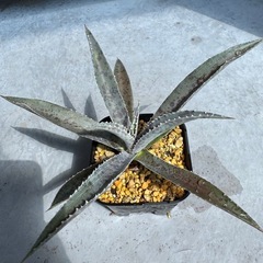 Agave の画像