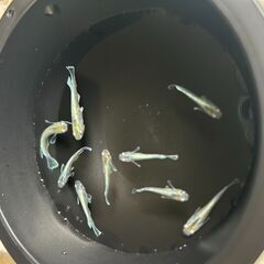114：１匹50円　ミックスめだか（オロチ・楊貴妃など）の画像