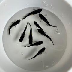 114：１匹50円　ミックスめだか（オロチ・楊貴妃など）の画像