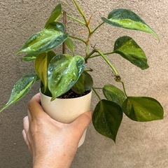 決まりました 
観葉植物 フィロデンドロン ブラジル 植物の苗の画像