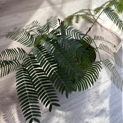 エバーフレッシュ 曲げ 3.5号 観葉植物の画像