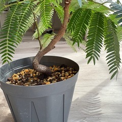 エバーフレッシュ 曲げ 3.5号 観葉植物の画像