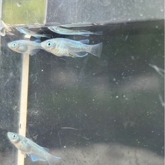 幹之系ミックスメダカ5匹（若魚）の画像