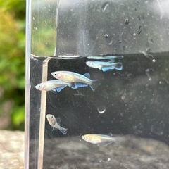 ミックスメダカ5匹（若魚）の画像