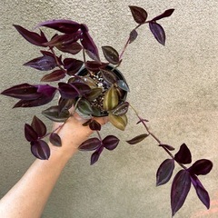 決まりました 
観葉植物 トラディスカンティア パープルエレガンスの画像