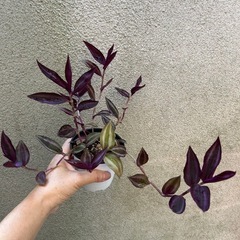 決まりました 
観葉植物 トラディスカンティア パープルエレガンスの画像