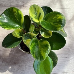 ペペロミア グリーンゴールド斑入 3.5号 観葉植物の画像