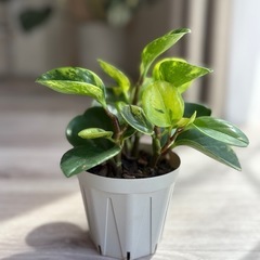 ペペロミア グリーンゴールド斑入 3.5号 観葉植物の画像