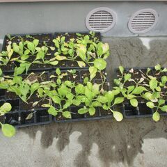 白菜の苗　富風　の画像