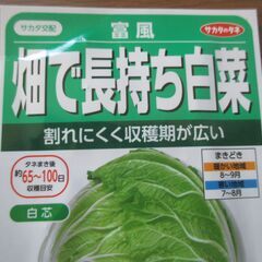 白菜の苗　富風　の画像