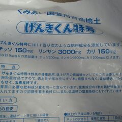 白菜の苗　富風　の画像