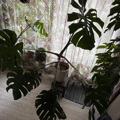 お得 【引き取り】鉢付 超大型のモンステラデリシオーサ　観葉植物の画像