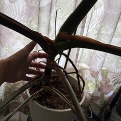お得 【引き取り】鉢付 超大型のモンステラデリシオーサ　観葉植物の画像