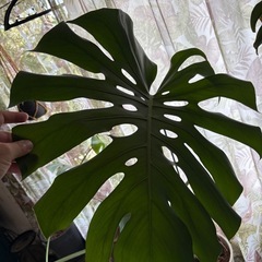 お得 【引き取り】鉢付 超大型のモンステラデリシオーサ　観葉植物の画像