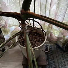 お得 【引き取り】鉢付 超大型のモンステラデリシオーサ　観葉植物の画像