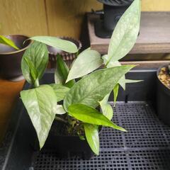 観葉植物(セブブルー)の画像