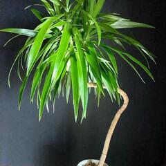 最終値引🌿ドラセナ コンシンネの画像