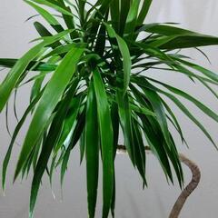 最終値引🌿ドラセナ コンシンネの画像