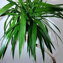 最終値引🌿ドラセナ コンシンネの画像