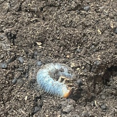 ヘラクレスヘラクレス種親161mm（幼虫4匹）1匹でも可の画像