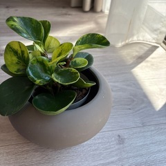 ペペロミア グリーンゴールド斑入 3.5号 観葉植物の画像