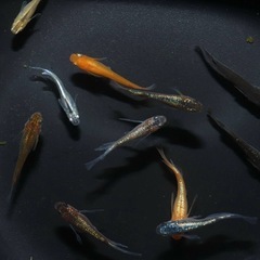 メダカ（多種類
）の画像